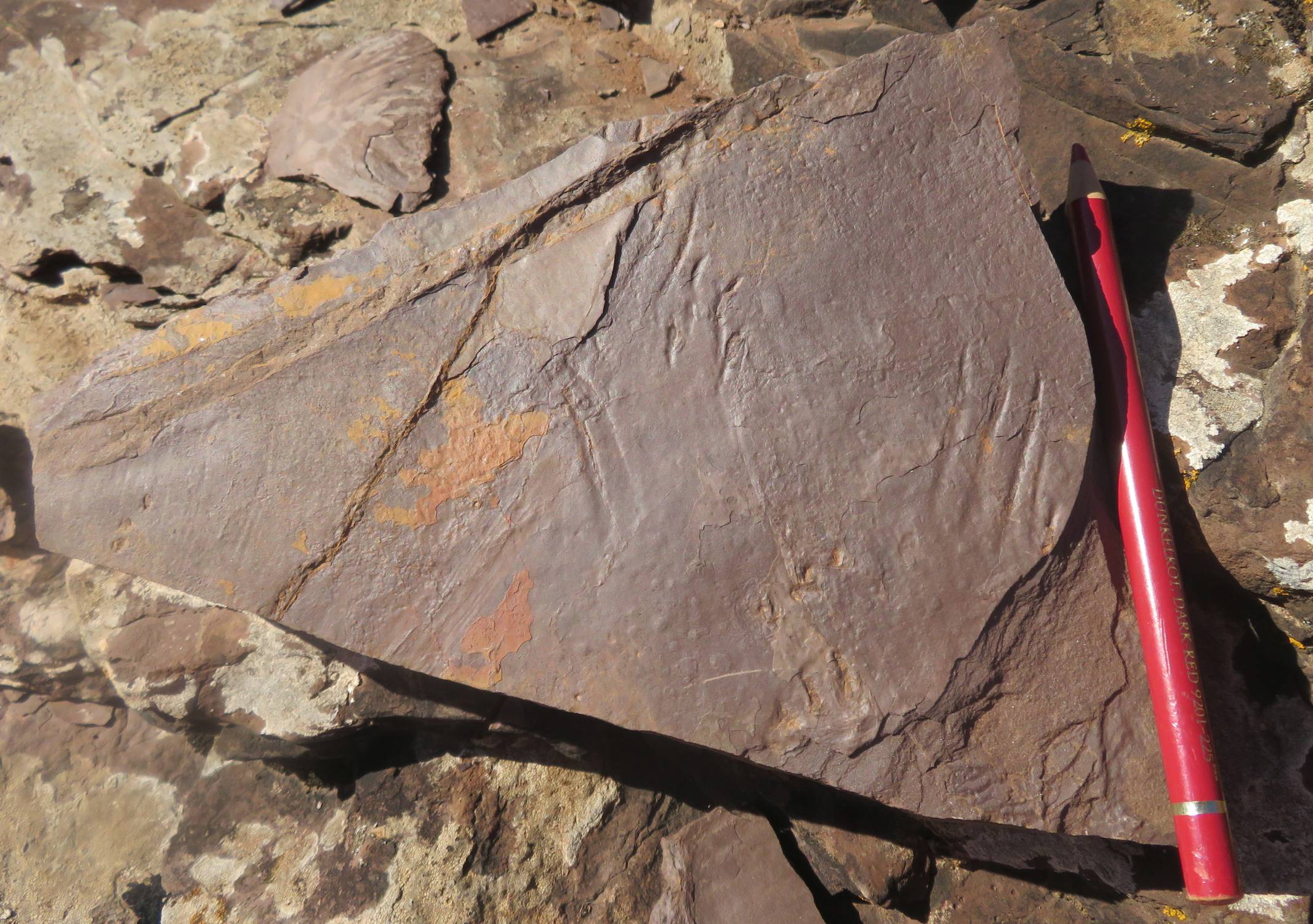 Loirat traces du passage de nos lointains anctres aux pattes griffues