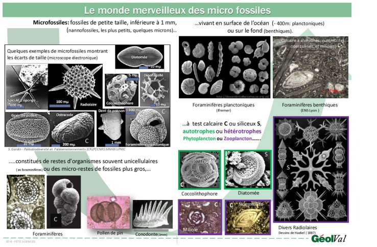 2016 FS5 MICROFOSSILES site