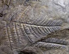 fossile fougre